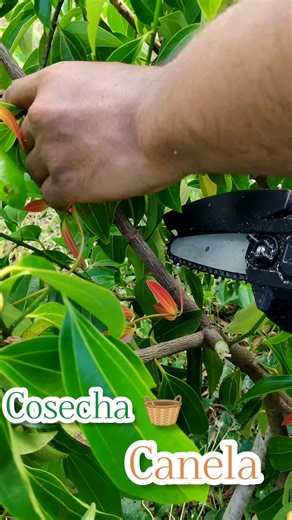 Cómo cosechar canela en casa fácilmente