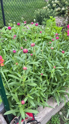 Jenny Kemper on TikTok