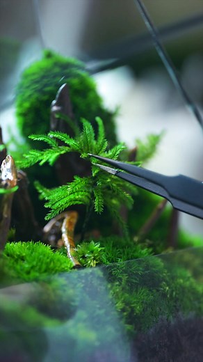 94K views · 1.6K reactions | Behind the scenes : Manually inspecting the ZERO Moss structural integrity, strength of the seamless hinge glass door, and general sterilization of the glass surface of "The Nova - Heart of Forest" before shipping it out ✈️ #terraliving #behindthescenes #macro #zeroseries #zeromoss #thenova #nova #preservedmoss #terrarium #treemoss #moss #preservedmossterrarium #botanicalart #luxuryterrarium #modernart | TerraLiving | Facebook