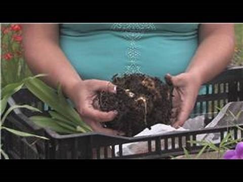 Flower Bulbs : How to Divide Amaryllis Bulbs