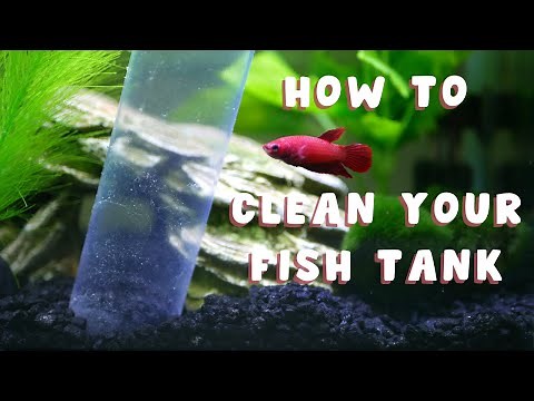 HOW TO CLEAN A FISH TANK | the right way