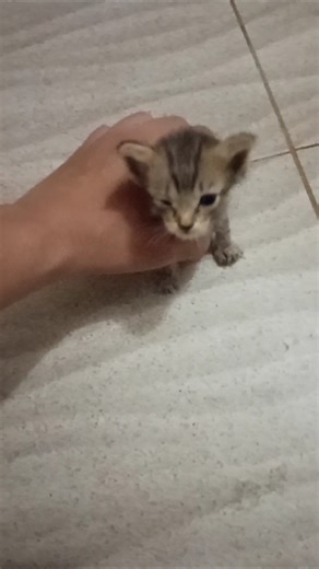 meow meow kitten #catshorts #kitten #memes #cs2 #funny #roblox #minecraft #cat #cats #dog