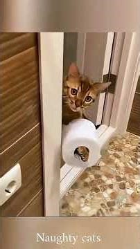 A nimble cat 🐱 .Monkeys, cat ,dog #dog #cat #monkey