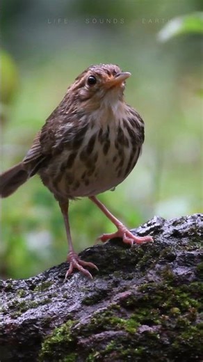 Tiny Forest Cutie 🐦 | Puff-throated Babbler