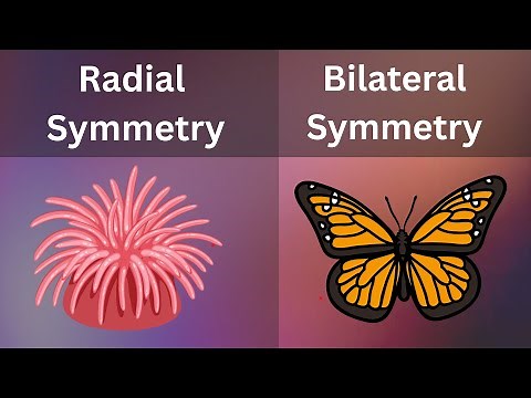 Symmetry: Introduction & Types | Biology| Bio Scholar