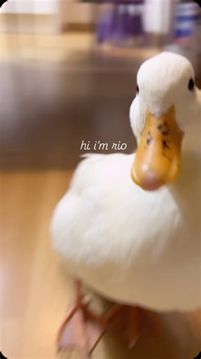 Rio on Instagram: ". Say hello to my duck🐤"