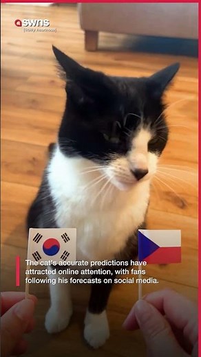 Psychic cat predicts winning teams of all 19 World Cup matches | SWNS