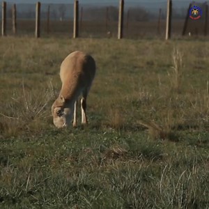 Saiga Deer:विलुप्ति की कगार पर एक रहस्यमयी जीव 😳😳 The Saiga antelope is one of the most unusual and ancient creatures still roaming the Earth. With its oversized, fleshy, and downward-facing nose, it looks like a relic from a forgotten age. 😳 #saiga #antelop #wildlife #nature #ExploreNature #WildlifeLove #knowanytime | Know Anytime