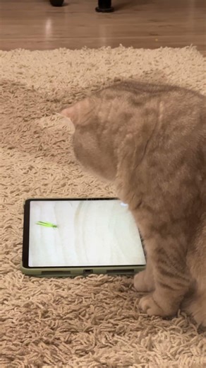 Cat plays with grasshopper on iPad #funnycat #catgame #prettycat #shortscat