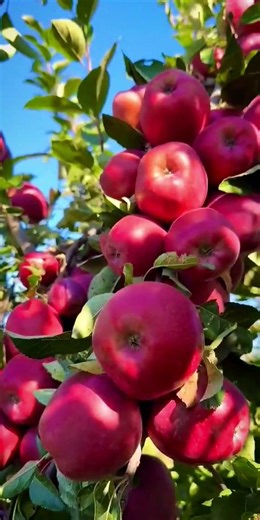 Red delicious apple tree! Summer time #fruits #apple #nature