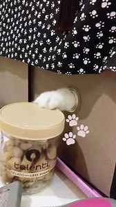 25K views · 224 reactions | Smart kitty knows where mom stores her food at the cat show! #cfacatshows #cfacats #japanesebobtail #japanesebobtailcat #japanesebobtailcatsofinstragram #plantcityfl | New Vision Cat Club | Facebook