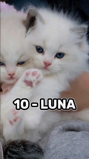 Top 10 Cute female cate names ❤️