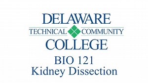BIO 121 Kidney dissection