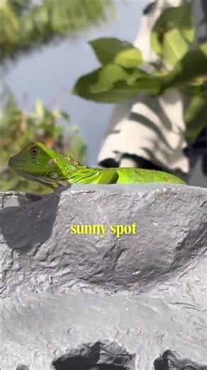 Iguana Vibes - Vibin in the Jones Gardenarena - Pokémon are real and they are everywhere - catch-em