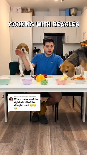 1.6K views · 91 reactions | Dad’s Scream Wins!  Lindsay — Dad’s scream just topped all the previous ones… too funny! 藍 #funny #relatable #funnyvideos #dadsscream #viral #relatable #humor #familyfun #fyp #comedy #reaction #hilarious | Beagle Sisters Kiki And Koko | Facebook