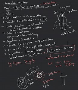 Animalia kingdom classification in detail... | Filo