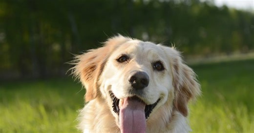 Pet safety in cold weather: Texas law explained