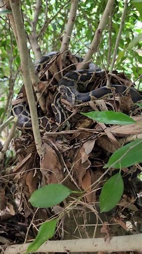 ferocious wild python