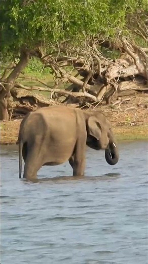 Elephant Calves Playing in the River | Wild Asian Elephant Herd | Safari Wildlife Footage