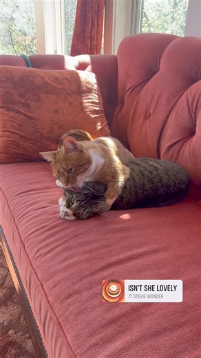 Grateful for the loveliness. 😻 What are you grateful for today? xo Cheryl | Cheryl Richardson