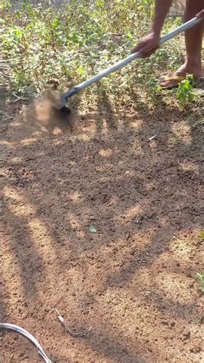 Amazing Weed Raking Tool 🌱🚜 | Simple Way to Remove Weeds & Clean the Soil #shortsvideo