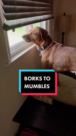 MAGIC! Watch borks go to mumbles - what do you think of our quiet method? 🙊 How do you help your dogs when they just won’t stop barking!? #dogsoftiktok #cutedog #funnydog #bark