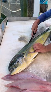 "Blink and you’ll miss it. 🔪🐟 This captain fillets mahi faster than most can tie a knot. Think you could keep up?" 👉 Tag your fastest fish cleaner. | Connley Fishing