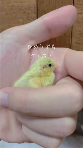ひめうずらクエスト #ヒメウズラ #癒し #鳥 #birds #かわいい #動物ドキュメンタリー