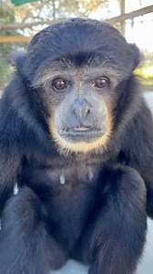 Happy International Gibbon day! We have 8 siamang gibbons here at APES. They are endangered in the wild, habitat loss being a major threat to them. Siamangs are the largest of the gibbons & the loudest. Their songs can be heard over 2 miles away! #siamang #gibbon #ape #animals #sanctuary #gibbonday #toocute | Animal Preservation & Education Sanctuary - A.P.E.S
