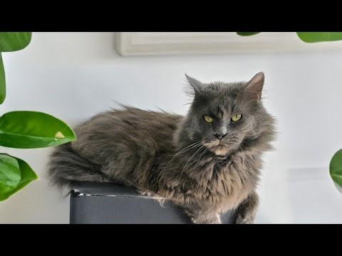 Cosmo mag einfach Körbe