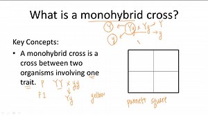Mendelian Genetics - Example 5 ( Video ) | Biology