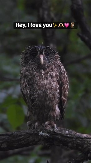 14K views · 963 reactions | If you listen closely, you’ll hear baby barred owl call for his mom. This is a baby Barred Owl his first day out of the nest, and it rained on him the entire day. #NaturePhotography #Photography #BarredOwls #SaveBarredOwls #BabyOwl | Thee Owl Queen | Facebook