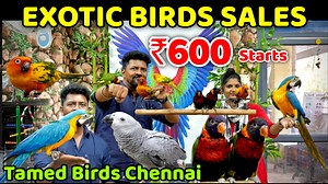 79K views · 2.1K reactions | Chennai Exotic Pets. Shop Details Chennai Pets Corner - (Dog Foods | Tamed Pets | Sun Conure Birds Shop) Contact - 8122272233 , Landline - 044 48065817 1st Floor no.76/17 , TRB Complex , First Avenue , Ashok nagar, Chennai - 600083 | Nanga Romba Busy | Facebook
