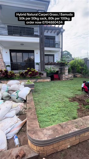 Hybrid Natural Carpet Grass by Bamuda: How to Order