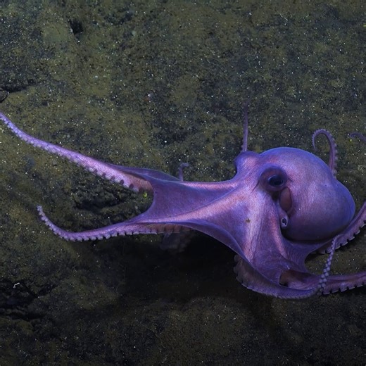 783K views · 29K reactions | Discovering this captivating new species of octopus shows just how much more there is to learn about these fascinating creatures  #SecretsOfTheOctopus, from James Cameron and narrated by Paul Rudd, is now streaming on Disney+ and Hulu. #ourHOME | National Geographic TV | Facebook