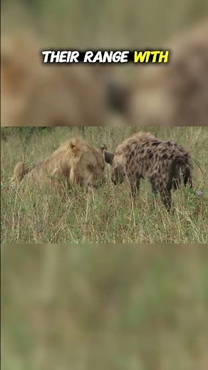 Top Ten Predators That Live Among Other Predators: Teamwork Against the Odds