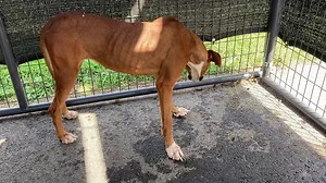 8.4K views · 79 reactions | RESCUED! RESCUE OR ADOPTION NEEDED ASAP!...