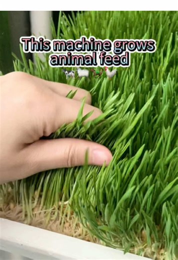 Hydroponic Fodder: Compact Indoor Growing Machine