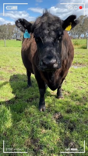 🔴 Ganado Angus #angus #anguscattle #angusrojo #angus #angusbeef #cattle #cattlefarm #cattleranch | Infoagrìcola