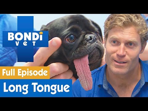 🐶 Pug’s Tongue Is Permanently Stuck Out | FULL EPISODE | S8E4 | Bondi Vet
