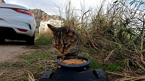 A robot brought lunch for a stray cat, the cat is shocked | Talking Catty