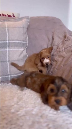 Our current Sable Cockapoo babies #yorkshire #shorts #youtubeshorts