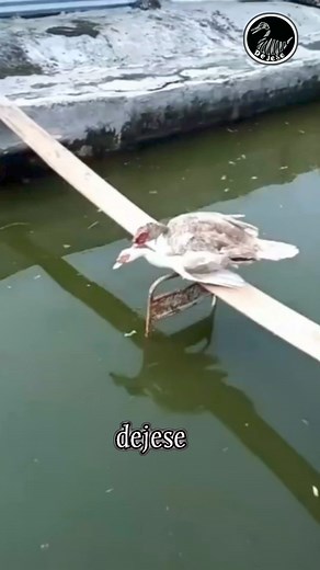 11K views · 32 reactions | Muscovy duck heh heh eh  #muscovyduck | Dejese | Facebook