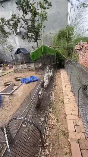 Tunnel-Style Chicken Run 🐔 | Smart Poultry Farming Setup#ChickenRun #PoultryFarming