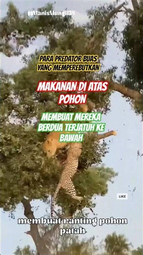 Moments when a lion and a leopard fell from a tree while fighting over food.