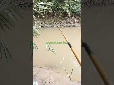 Mancing le2 plus hiburan Cen2 mania manis2 mancing tegek mancap.