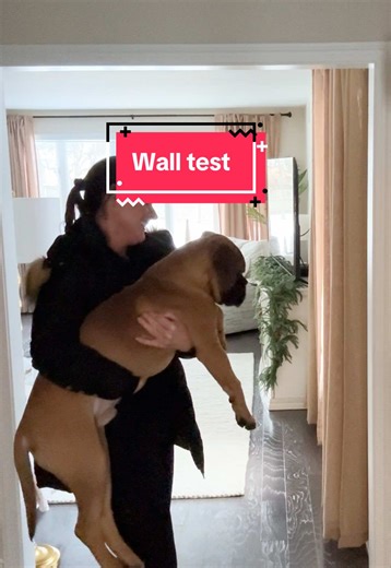 Had to do this before it’s impossible to pick him up! #puppytiktok #dogsoftiktok #bullmastiff #puppiesoftiktok