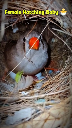 Finches Female Heating Her Baby From Egg🐥One of the Cutest Moment Ever🐣 #finch #egghatching #birds