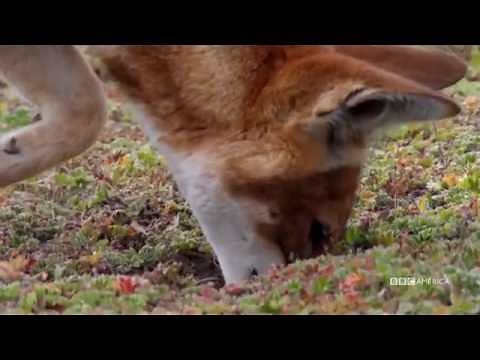 The Hunt - ETHIOPIAN WOLVES PLAY WHACK-A-MOLE (EP 5) - Sundays at 9|8c on BBC AMERICA