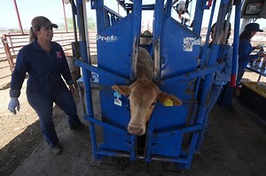 Flesh-eating maggots spotted south of Texas threatens livestock